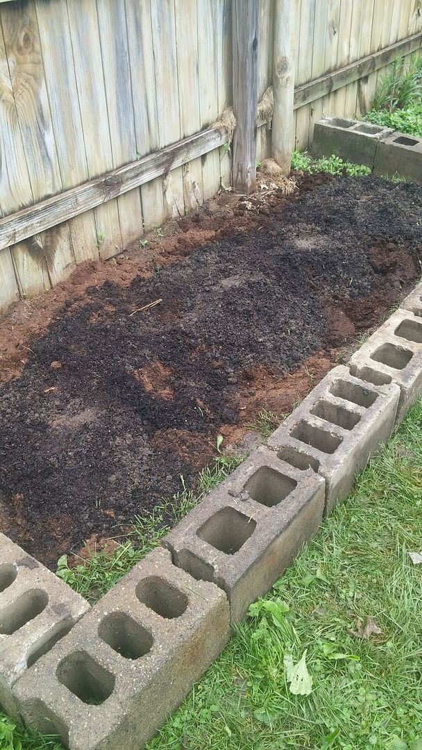 Asparagus in a raised bed.